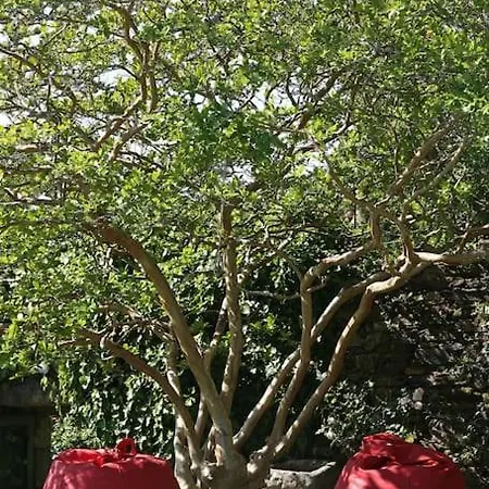 Fee4me O' Pepito 1743 Abbot's House *