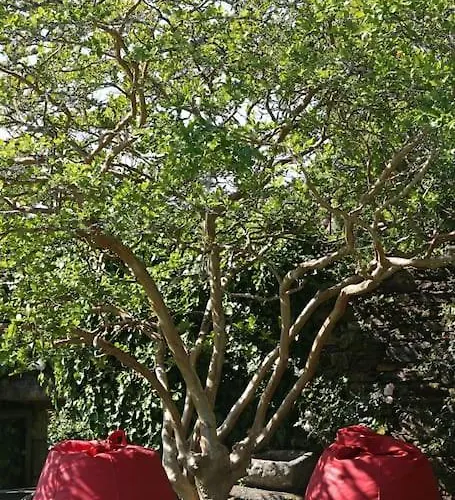 Fee4me O' Pepito 1743 Abbot's House *